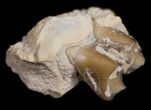 Oreodont (Merycoidodon) Jaw Section - South Dakota #10531-2